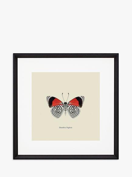 Brookpace Lascelles 'Diaethria Neglecta Butterfly' Framed Print & Mount, 45.5 x 45.5cm, Red/Multi, Red/Multi