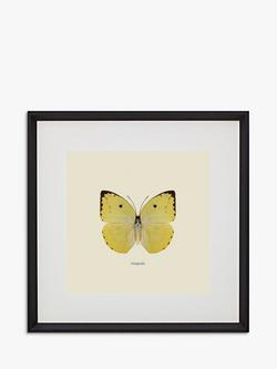 Brookpace Lascelles 'Catopsilia Butterfly' Framed Print & Mount, 45.5 x 45.5cm, Yellow/Multi, Yellow/Multi
