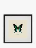 Brookpace Lascelles 'Papilio Blumei Butterfly' Framed Print & Mount, 45.5 x 45.5cm, Green/Multi