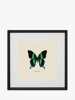 Brookpace Lascelles 'Papilio Blumei Butterfly' Framed Print & Mount, 45.5 x 45.5cm, Green/Multi, Green/Multi