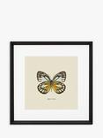 Brookpace Lascelles 'Appias Cardena Butterfly' Framed Print & Mount, 45.5 x 45.5cm, Yellow/Multi