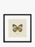 Brookpace Lascelles 'Appias Cardena Butterfly' Framed Print & Mount, 45.5 x 45.5cm, Yellow/Multi