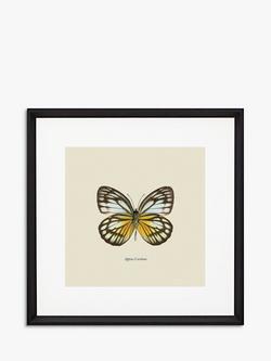 Brookpace Lascelles 'Appias Cardena Butterfly' Framed Print & Mount, 45.5 x 45.5cm, Yellow/Multi, Yellow/Multi
