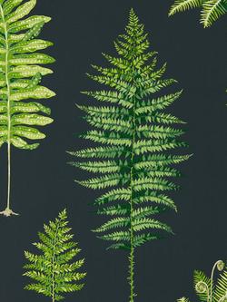Sanderson Fernery Wallpaper, Dglw216634