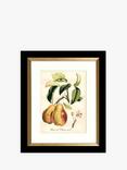 John Lewis 'Tuscan Fruit' Framed Prints & Mounts, Set of 4, 36.5 x 30.5cm, Orange/Multi