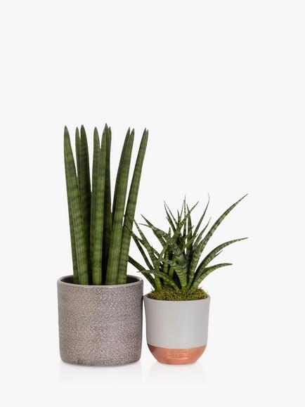 The Little Botanical Sansevieria Duo Plant Set, Multi
