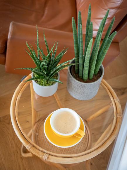 The Little Botanical Sansevieria Duo Plant Set - view 2, Multi