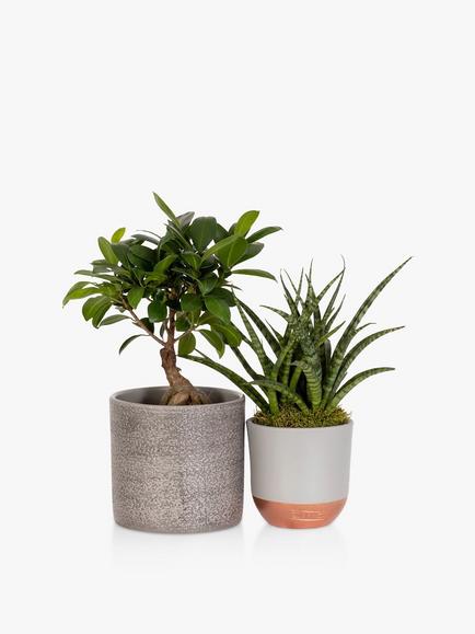 The Little Botanical Zen Bonsai Set, Multi