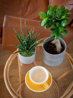 The Little Botanical Zen Bonsai Set - view 2, Multi