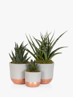 The Little Botanical Desk Buddy Plant Gang, Multi