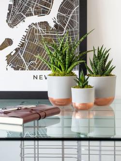 The Little Botanical Desk Buddy Plant Gang - view 2, Multi