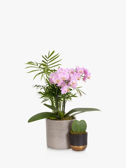 The Little Botanical Gift Of Love Plant Set, Multi