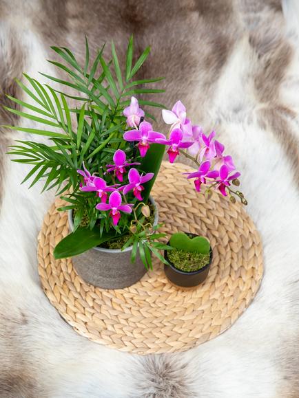 The Little Botanical Gift Of Love Plant Set - view 2, Multi