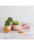 The Little Botanical New Baby Plant Gift Set, Pink