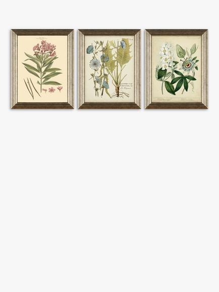 Botanical Florals Framed Prints, Set of 3, 47 x 37cm, Green/Multi, Green/Multi