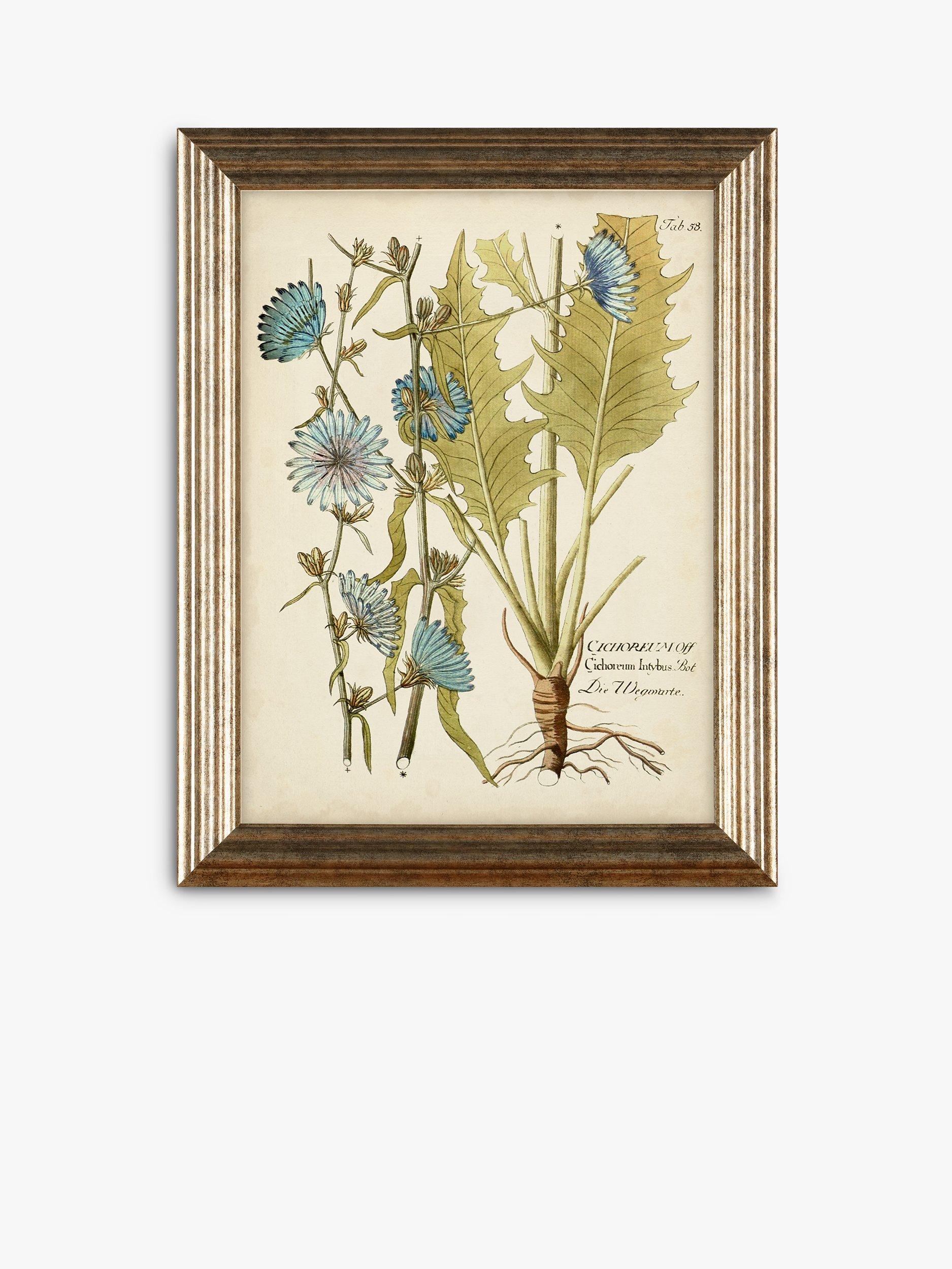 Antique Botanical Print - Alfred Curtis Home Decor Wall Decor Print Wooden Frame Antique Lithography sale