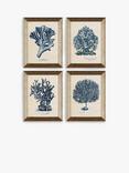 John Lewis Melissa Wang 'Sea Coral Study' Framed Prints, Set of 4, 47 x 37cm, Blue/Multi