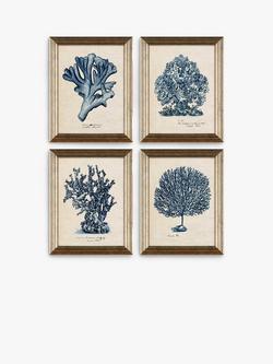 John Lewis Melissa Wang 'Sea Coral Study' Framed Prints, Set of 4, 47 x 37cm, Blue/Multi, Blue/Multi
