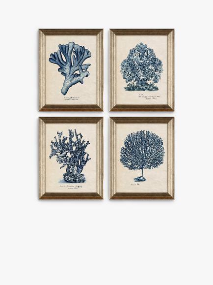 John Lewis Melissa Wang 'Sea Coral Study' Framed Prints, Set of 4, 47 x 37cm, Blue/Multi, Blue/Multi