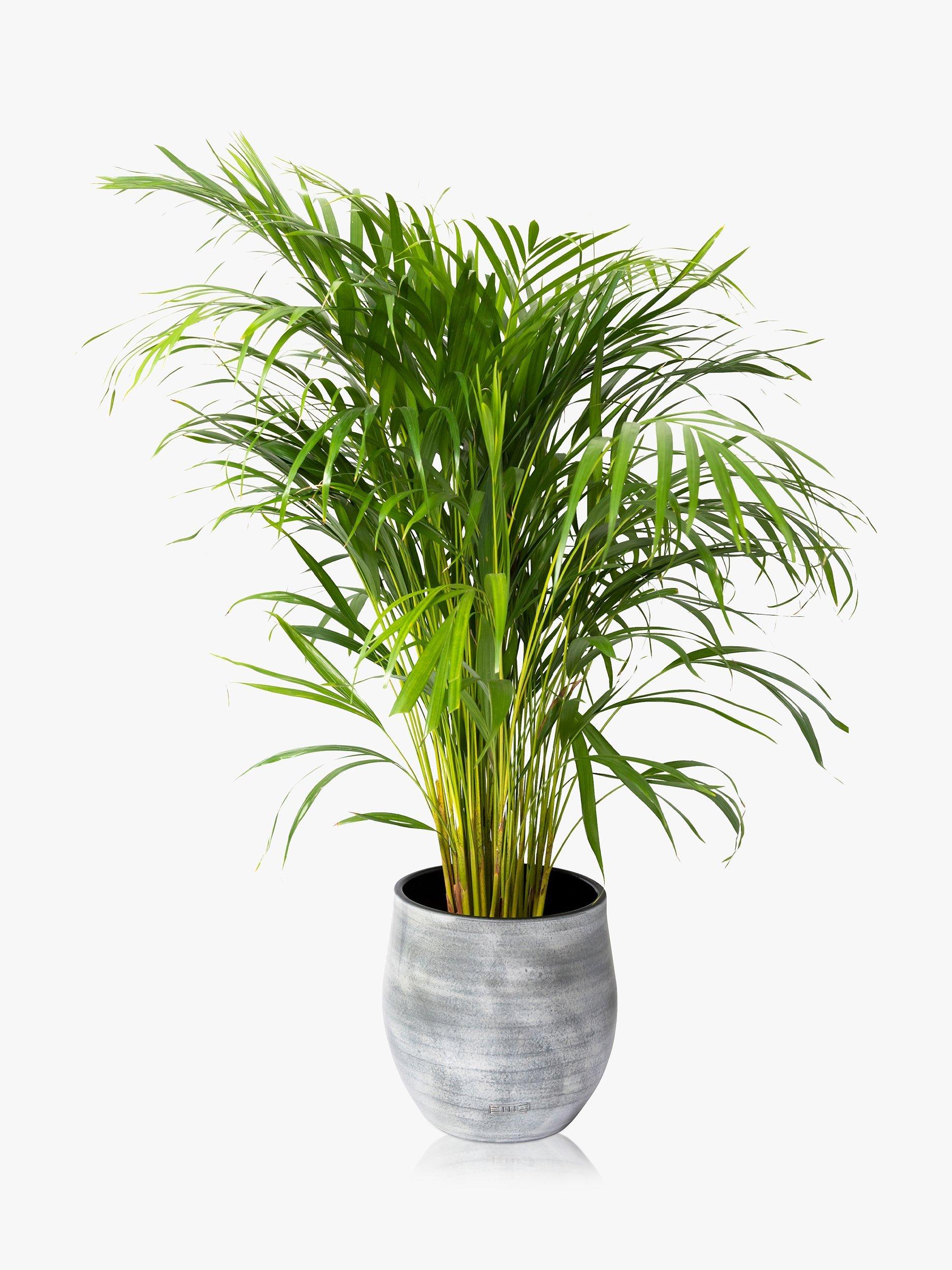 The Little Botanical Large Areca Palm Ceramic Pot Plant