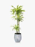 The Little Botanical Extra Large Lemon Dracaena Ceramic Pot Plant