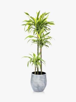 The Little Botanical Extra Large Lemon Dracaena Ceramic Pot Plant, Multi