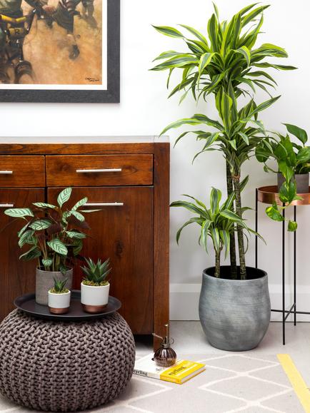 The Little Botanical Extra Large Lemon Dracaena Ceramic Pot Plant - view 2, Multi