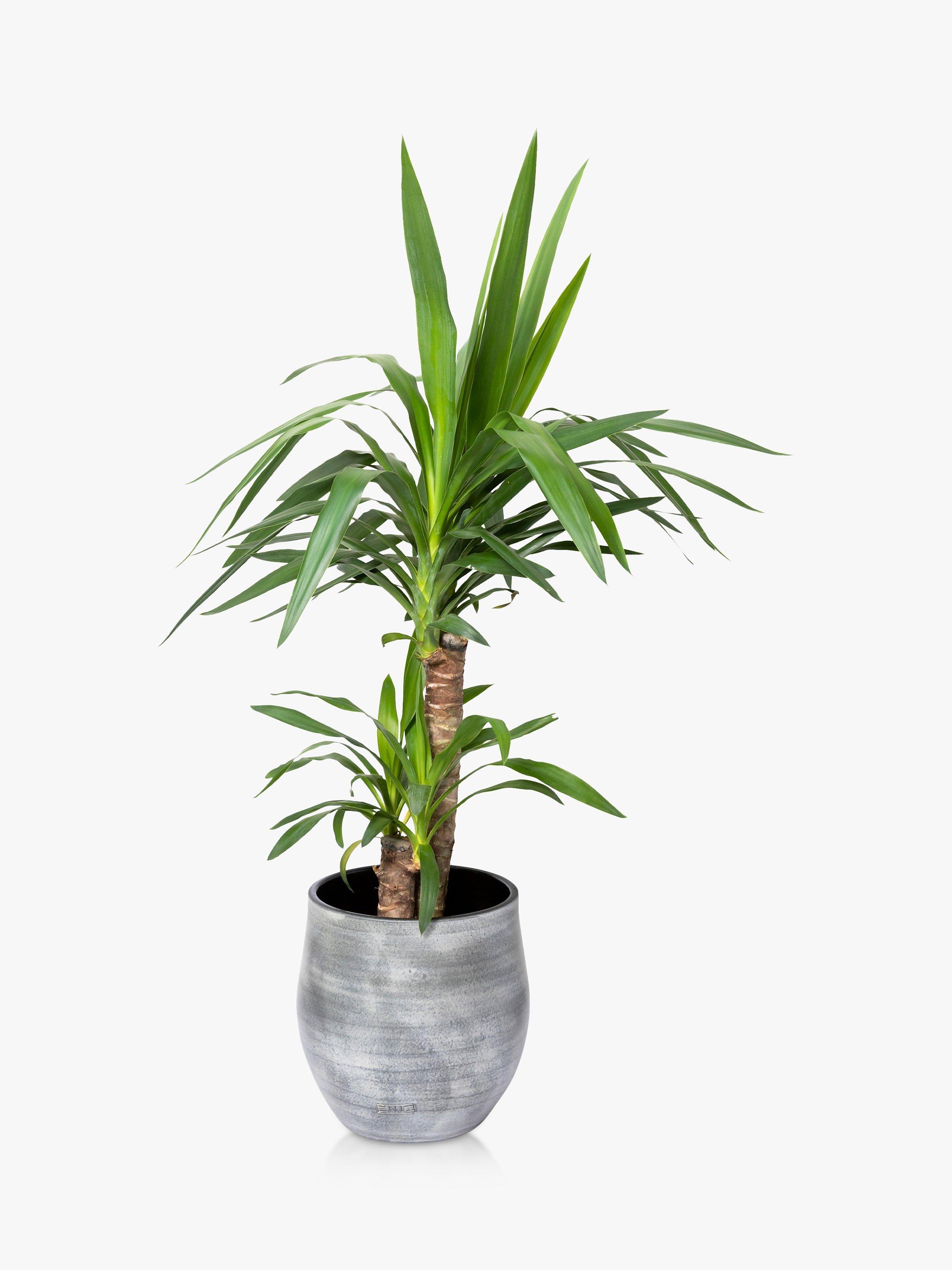 The Little Botanical Large Yucca Ceramic Pot Plant
