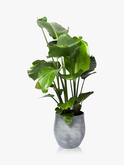 The Little Botanical Extra Large Strelitzia Ceramic Pot Plant, Multi