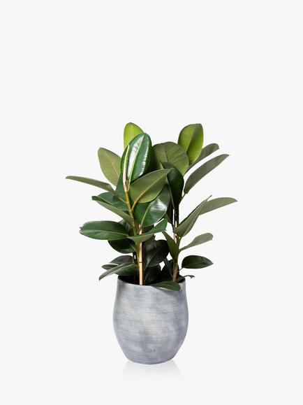 The Little Botanical Extra Large Rubber Ceramic Pot Plant, Multi