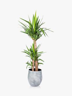 The Little Botanical Extra Large Yucca Ceramic Pot Plant, Multi