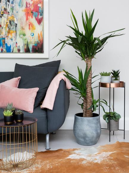 The Little Botanical Extra Large Yucca Ceramic Pot Plant - view 2, Multi