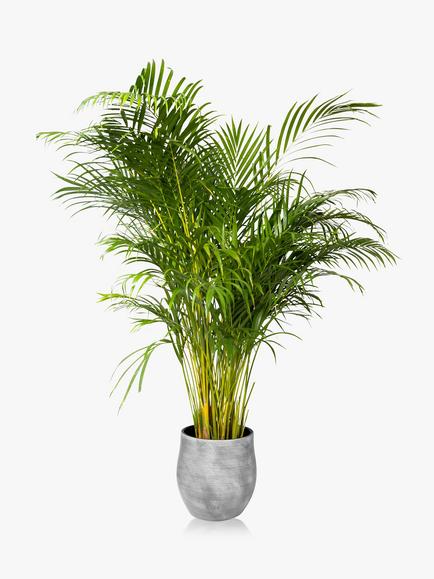 The Little Botanical XL Areca Palm Ceramic Pot Plant, Multi