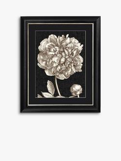 Dramatic Peony I Framed Print & Mount, 60 x 50cm, Black/White, Black/White