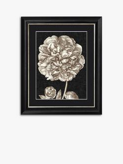 Dramatic Peony II Framed Print & Mount, 60 x 50cm, Black/White, Black/White