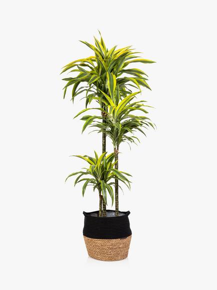 The Little Botanical Extra Large Lemon & Lime Dracaena Plant & Basket, Multi