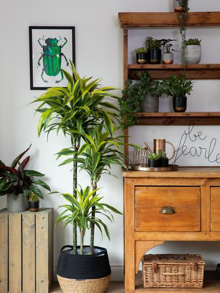 The Little Botanical Extra Large Lemon & Lime Dracaena Plant & Basket - view 2, Multi