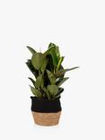 The Little Botanical Extra Large Ficus Elastica Plant & Basket