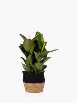 The Little Botanical Extra Large Ficus Elastica Plant & Basket, Multi
