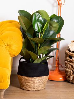 The Little Botanical Extra Large Ficus Elastica Plant & Basket - view 2, Multi