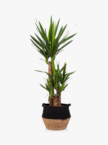The Little Botanical Extra Large Yucca Plant & Basket, Multi