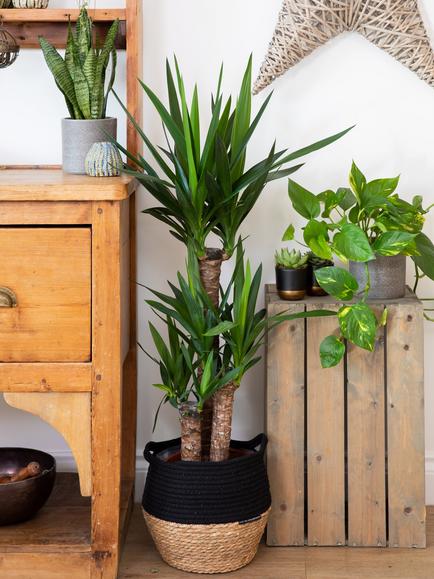 The Little Botanical Extra Large Yucca Plant & Basket - view 2, Multi
