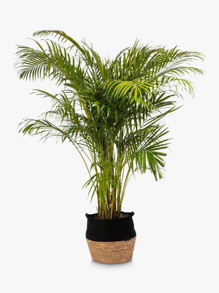 The Little Botanical Extra Large Areca Palm Plant & Basket, Multi