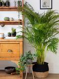 The Little Botanical Extra Large Areca Palm Plant & Basket