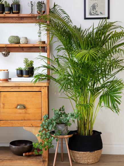 The Little Botanical Extra Large Areca Palm Plant & Basket - view 2, Multi