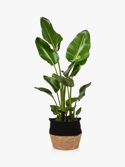 The Little Botanical Extra Large Strelitzia Plant & Basket, Multi