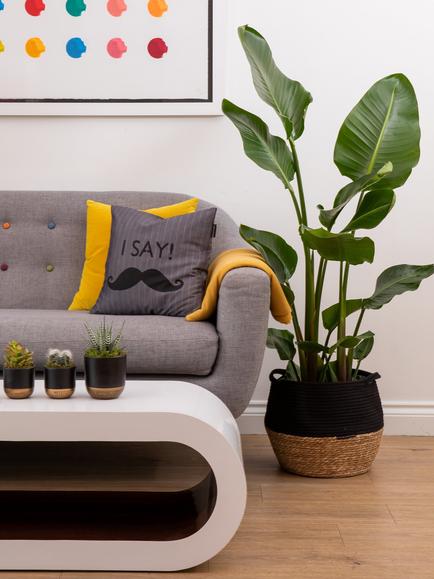 The Little Botanical Extra Large Strelitzia Plant & Basket - view 2, Multi