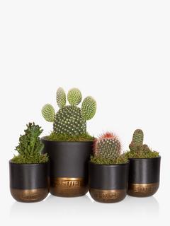 The Little Botanical Cactus Plant Family