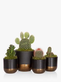The Little Botanical Cactus Plant Family, Multi