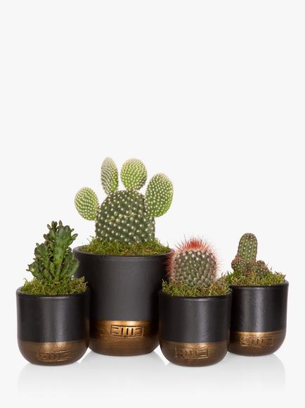 The Little Botanical Cactus Plant Family, Multi